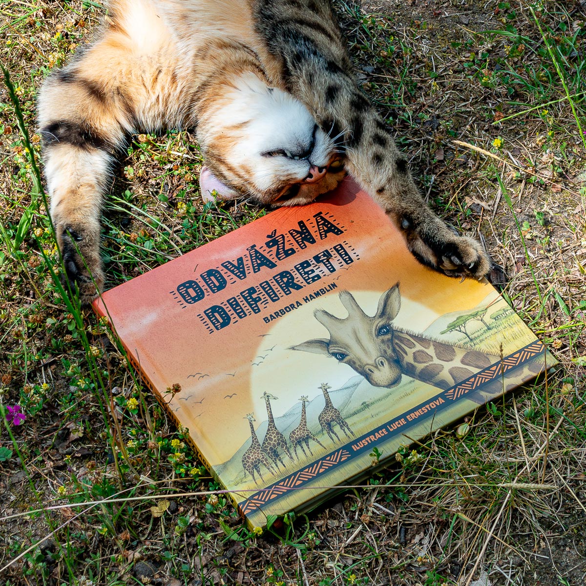 Kniha Odvážná Difireti, Barbora Hamblin, ilustrace Lucie Ernestová